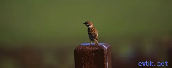 麻雀能養嗎