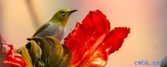 繡眼鳥(niǎo)怎么分公母