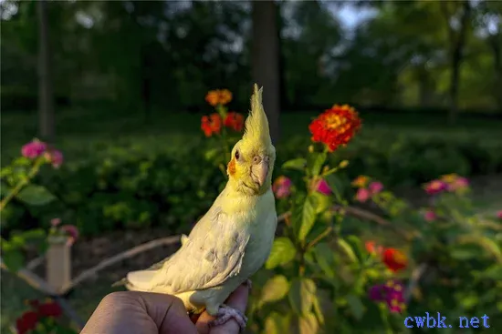 玄鳳鸚鵡