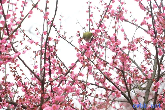 繡眼鳥