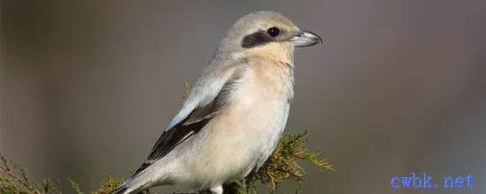 伯勞鳥吃什么食物