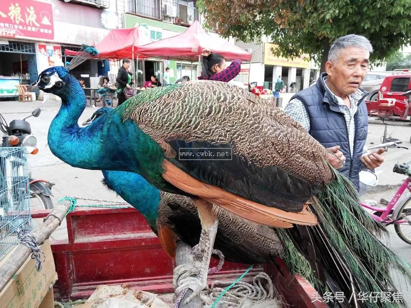 人工喂養藍孔雀1500元一只，市民圍觀看稀奇但無人購買