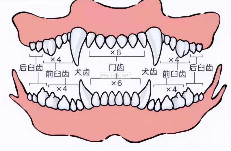 狗狗年齡自查表，你知道你家狗狗多大嗎？