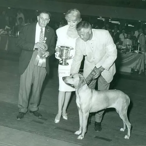 尋根問祖系列（92）：羅得西亞脊背犬（Rhodesian Ridgeback）