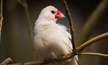 白文鳥飼養方法