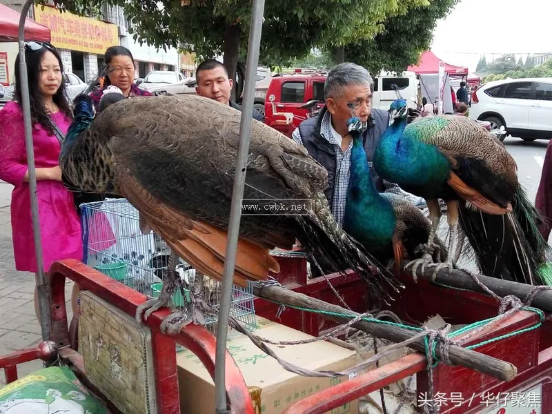 人工喂養藍孔雀1500元一只，市民圍觀看稀奇但無人購買