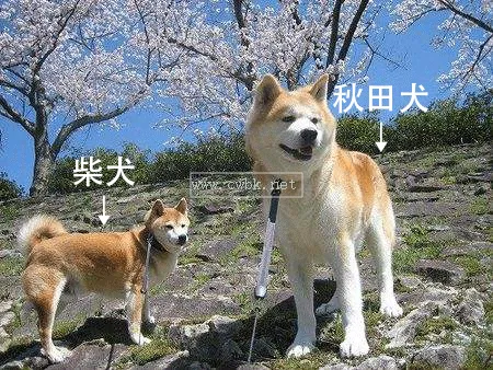 秋田犬和柴犬的區別？秋田犬與柴犬毛色上的區別