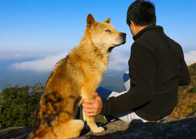 這7種“土狗”很優秀，不好好珍惜，很容易滅絕