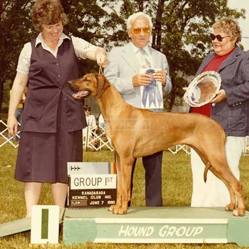 尋根問祖系列（92）：羅得西亞脊背犬（Rhodesian Ridgeback）