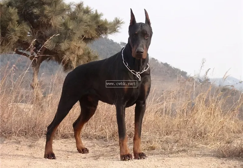 不能養杜賓犬的五大理由，新手勸退