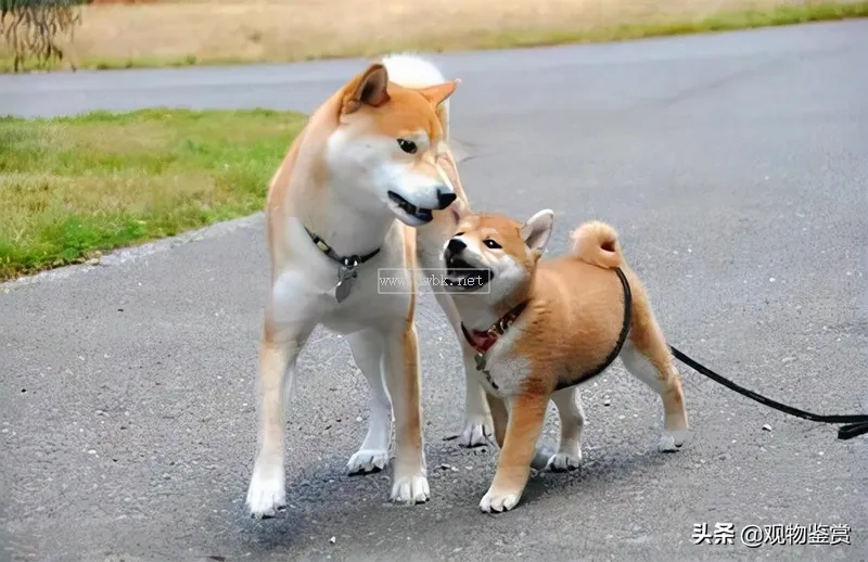 秋田犬和柴犬的區別？秋田犬與柴犬毛色上的區別