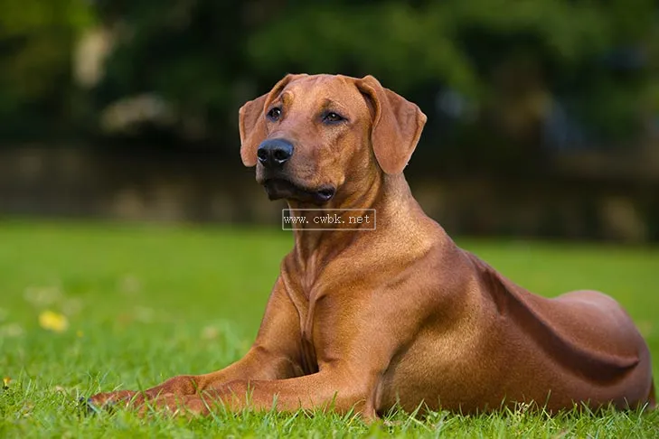 尋根問祖系列（92）：羅得西亞脊背犬（Rhodesian Ridgeback）