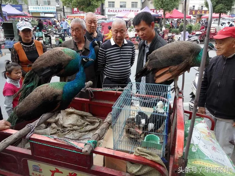 人工喂養藍孔雀1500元一只，市民圍觀看稀奇但無人購買