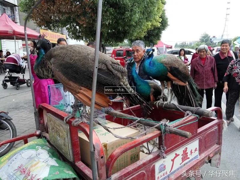 人工喂養藍孔雀1500元一只，市民圍觀看稀奇但無人購買