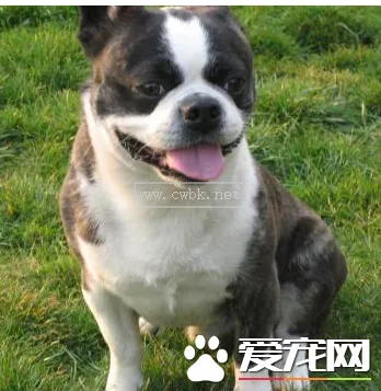 波士頓梗犬好養(yǎng)嗎 波士頓梗犬喂食要點