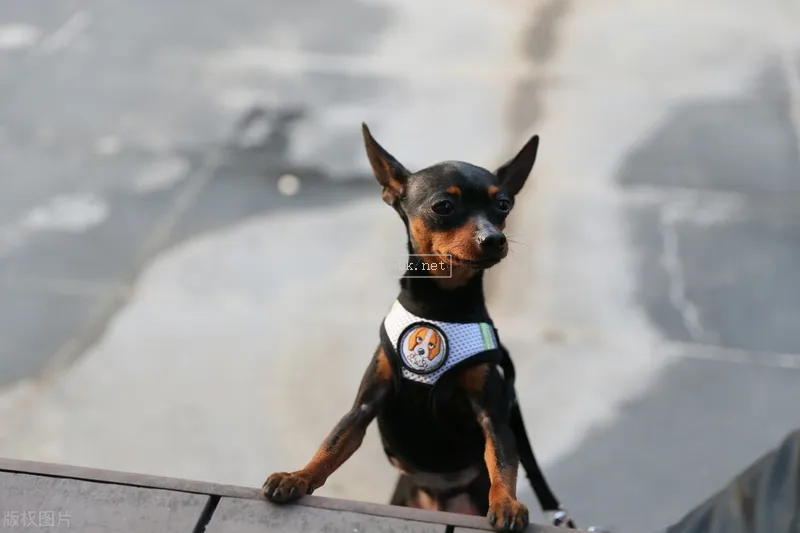 不能養杜賓犬的五大理由，新手勸退