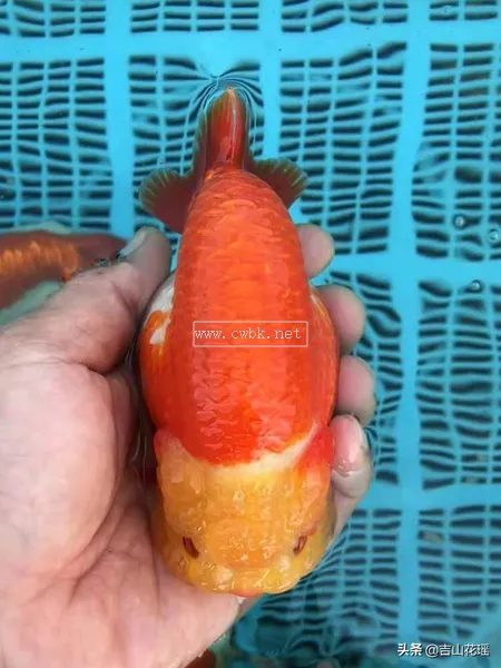 金魚品種蘭壽魚的飼養與繁殖探析