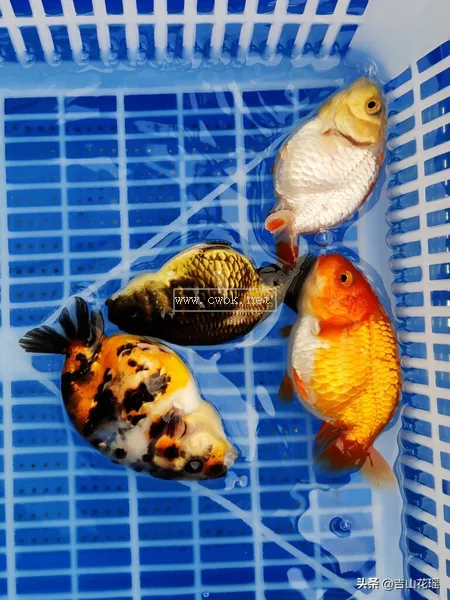 金魚品種蘭壽魚的飼養與繁殖探析