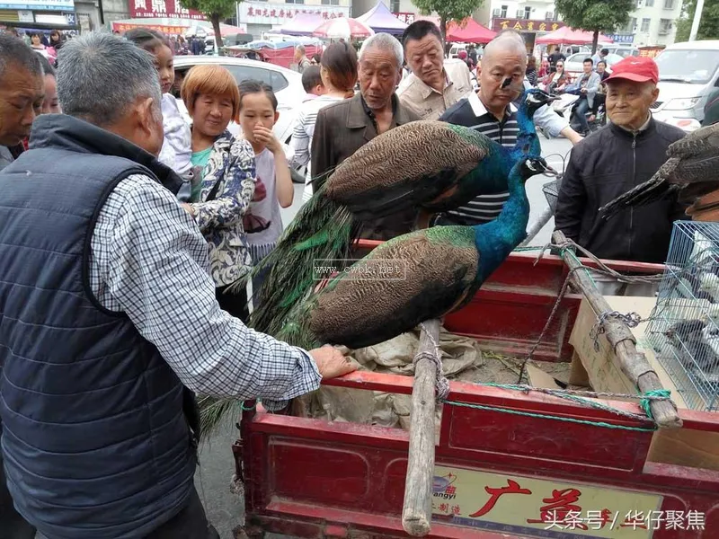 人工喂養藍孔雀1500元一只，市民圍觀看稀奇但無人購買