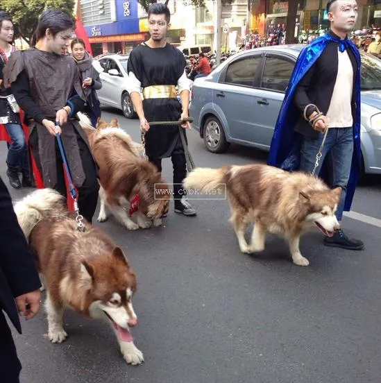 阿拉斯加犬的5大好處，我看完后竟然有想養的沖動