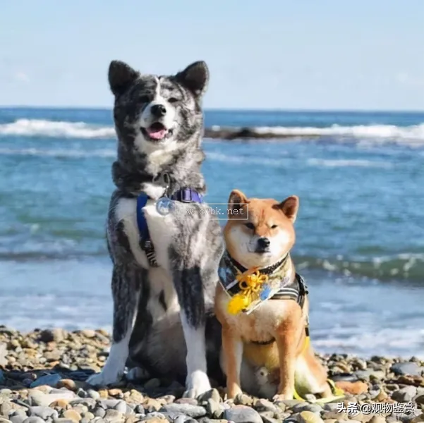 秋田犬和柴犬的區別？秋田犬與柴犬毛色上的區別