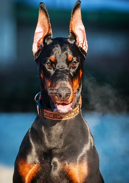 不能養杜賓犬的五大理由，新手勸退