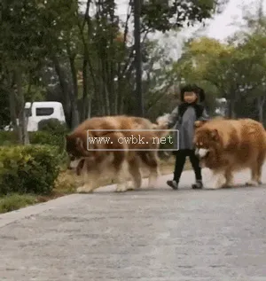 揭秘：阿拉斯加犬有多大？