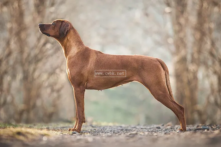 尋根問祖系列（92）：羅得西亞脊背犬（Rhodesian Ridgeback）