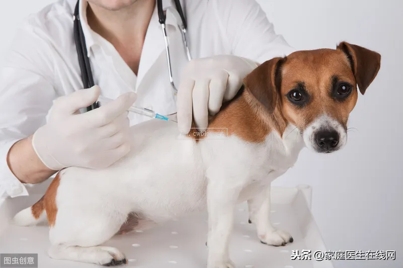 狂犬病十日觀察法是什么？醫生科普：不少人都做錯了