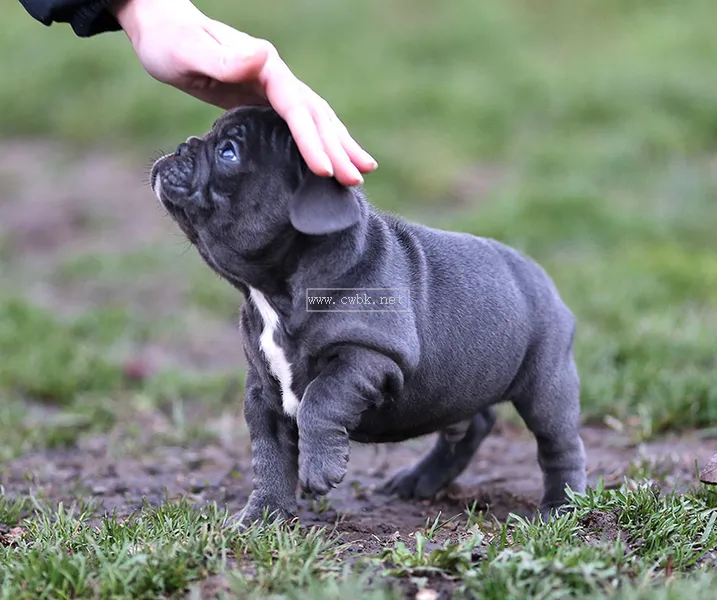 法斗犬優缺點有什么？很多人養，但某些缺點讓主人無法忍受