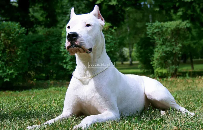 世上最兇猛的十大惡犬，藏獒在里面只能算小弟