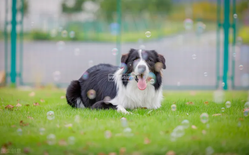 邊境牧羊犬如何，好養(yǎng)嗎？