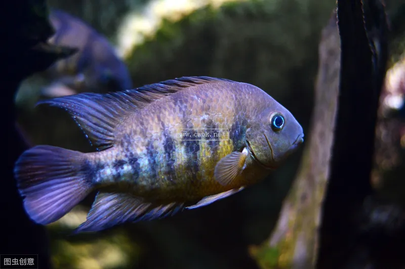 三湖慈鯛是水族里的戰斗民族，是魚類中的賽亞人，你該怎么混養？