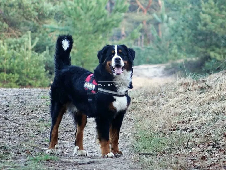 不遜于金毛的伯恩山犬，到底有哪些優缺點