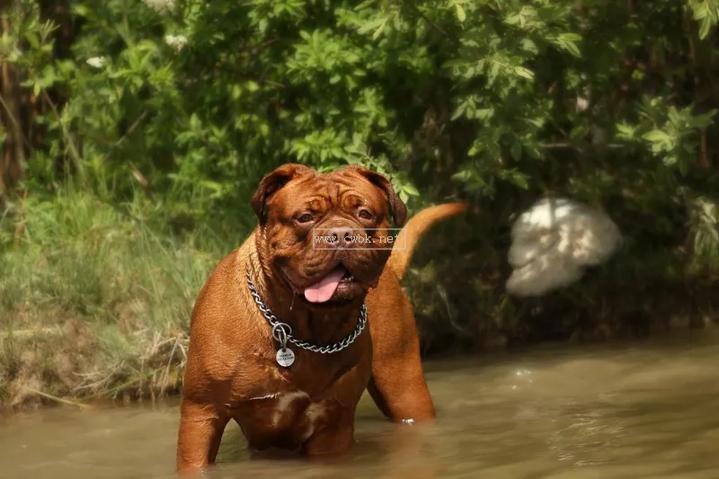 世上最兇猛的十大惡犬，藏獒在里面只能算小弟