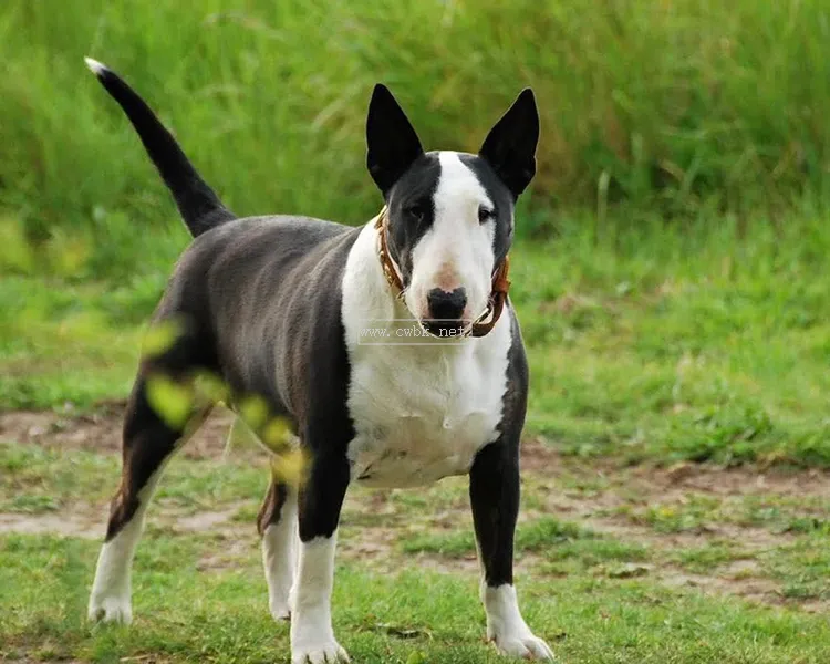 世上最兇猛的十大惡犬，藏獒在里面只能算小弟