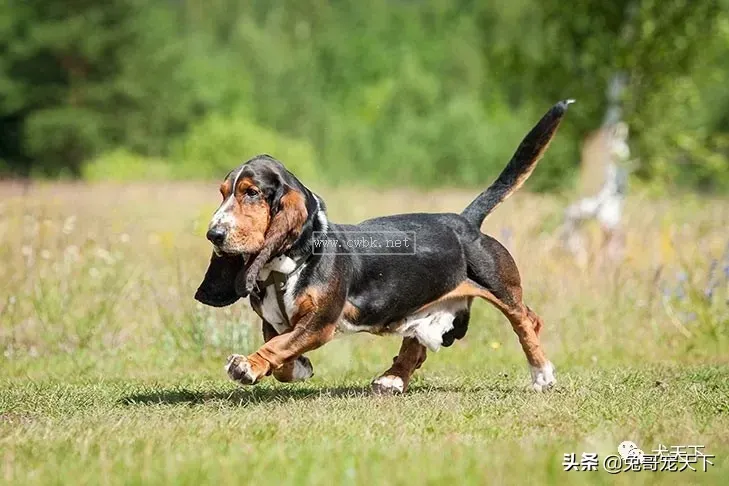 點指名犬——迷人的“大耳朵”，巴塞特獵犬