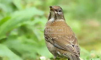 白腹鶇飼養方法