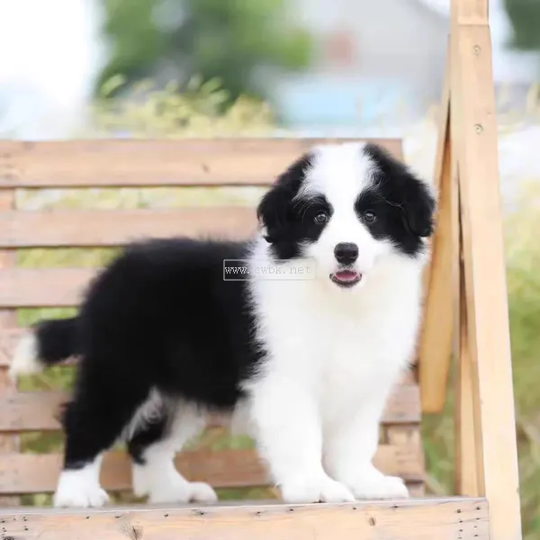 邊境牧羊犬價格多少錢一只？牧羊犬適合新手養嗎？