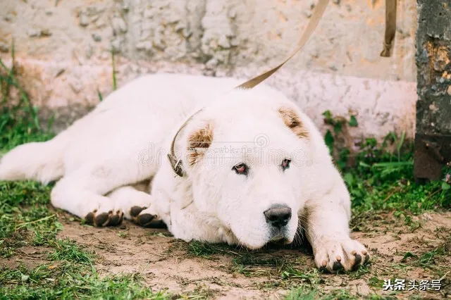 俄國人的大藏獒，原東德的兇猛犬種，俄羅斯女人的最愛，高加索犬