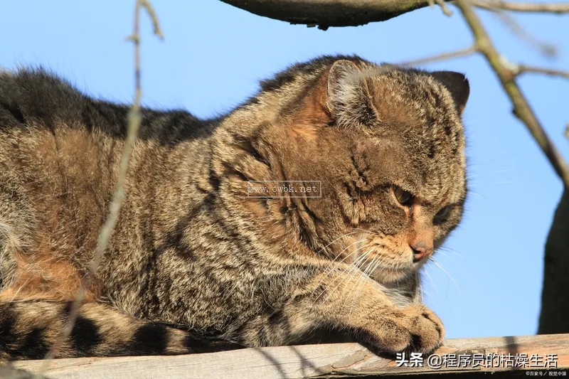 怎么趕走野貓，貓咪都害怕什么