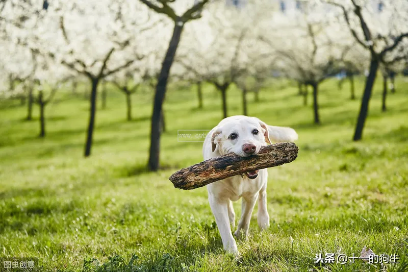 狗可以吃貓糧嗎？貓狗所需營養不一樣，最好不要給