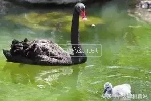 動物 · 鳥類的分類