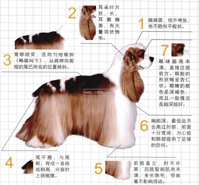 世界名犬——美國可卡犬（運動犬）