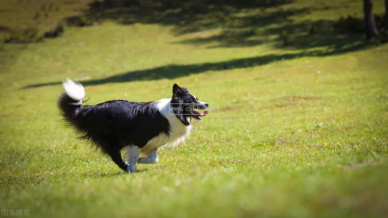 邊境牧羊犬如何，好養(yǎng)嗎？