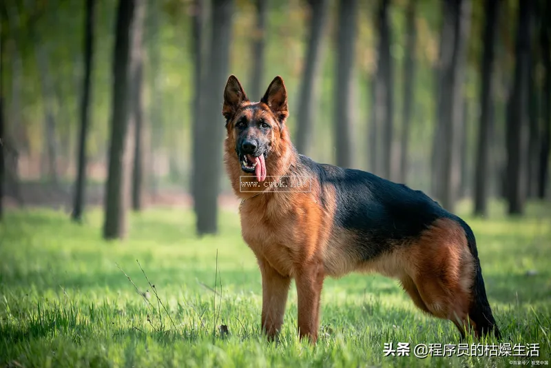 怎么趕走野貓，貓咪都害怕什么