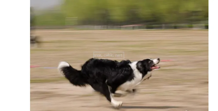 邊境牧羊犬雖聰明，但這幾點很“可怕”