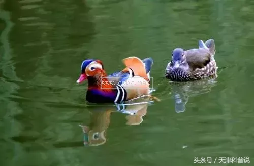 動物 · 鳥類的分類