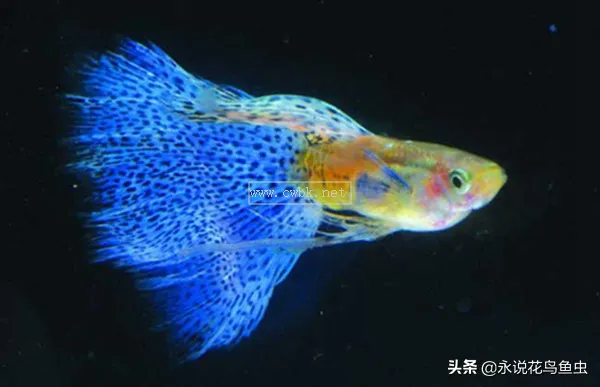 十種好養又漂亮的熱帶魚，有些美到會發光