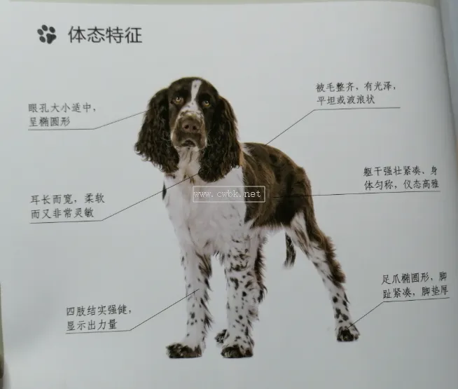 世界名犬NO:22 英國“”史賓格激飛獵犬“”你了解多少？